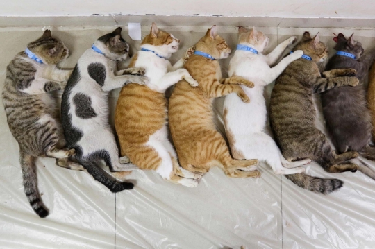 Tekan Populasi, Dinas KPKP Jakarta Sterilisasi Ratusan Kucing