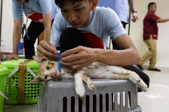 Tekan Populasi, Dinas KPKP Jakarta Sterilisasi Ratusan Kucing