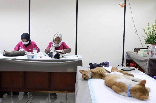 Tekan Populasi, Dinas KPKP Jakarta Sterilisasi Ratusan Kucing