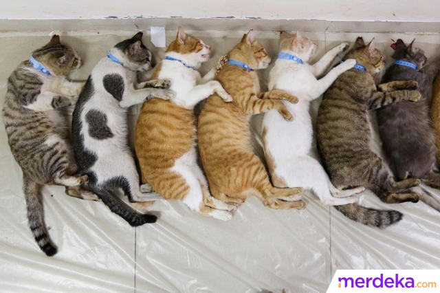 Sejumlah kucing saat mengikuti sterilisasi yang diadakan di Kantor Dinas Ketahanan Pangan, Kelautan dan Perikanan (KPKP), Jakarta, Senin (20/3/2023). Dinas KPKP Pemprov DKI mengadakan sterilisasi kucing dengan menukarkan 100 botol plastik bekas bagi pemilik yang kurang mampu dan kucing liar.