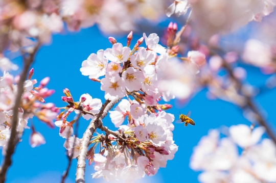 Dampak Perubahan Iklim, Bunga Sakura di Tokyo Mekar Lebih Awal