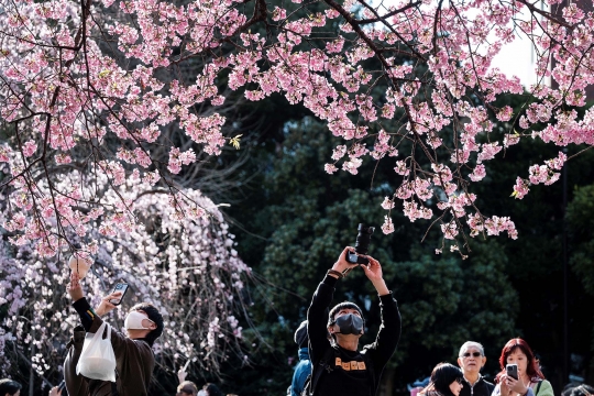 Dampak Perubahan Iklim, Bunga Sakura di Tokyo Mekar Lebih Awal