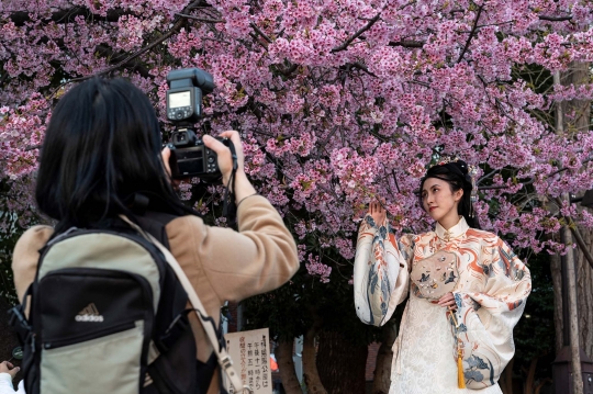 Dampak Perubahan Iklim, Bunga Sakura di Tokyo Mekar Lebih Awal