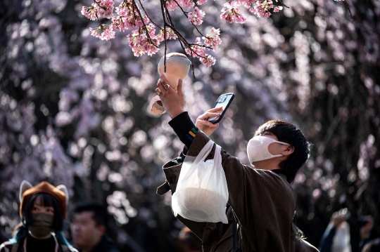 Dampak Perubahan Iklim, Bunga Sakura di Tokyo Mekar Lebih Awal