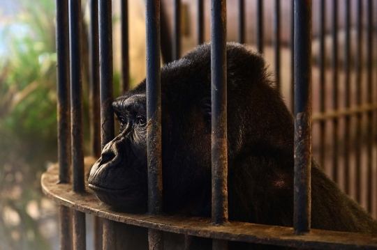 Sedihnya Gorila Paling Kesepian di Dunia, 33 Tahun Hidup Terkurung di Mal Thailand