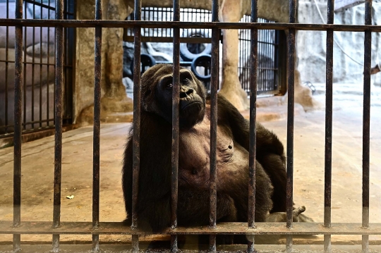 Sedihnya Gorila Paling Kesepian di Dunia, 33 Tahun Hidup Terkurung di Mal Thailand