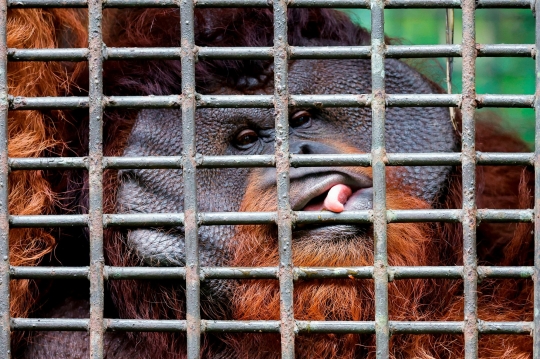 Kekhawatiran Populasi dan Habitat Orangutan di Tengah Pembangunan IKN Nusantara