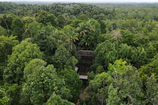 Kekhawatiran Populasi dan Habitat Orangutan di Tengah Pembangunan IKN Nusantara