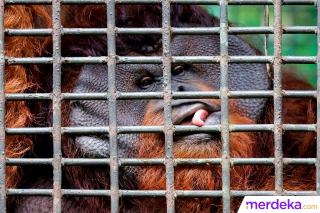 Di tengah pembangunan Ibu Kota Negara Nusantara (IKN) di Sepaku, Penajam Paser Utara, Kalimantan Timur terdapat kehidupan orangutan yang populasi dan habitat aslinya mengkhawatirkan.