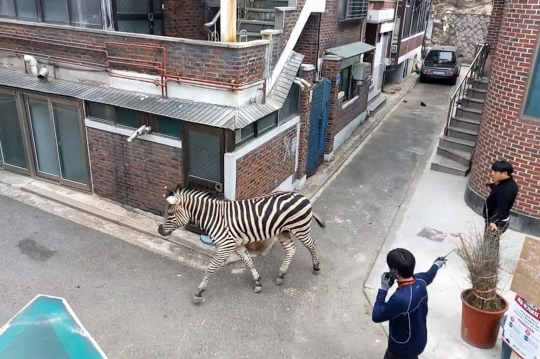 Geger Zebra Kabur dari Kebun Binatang dan Berkeliaran di Jalanan Seoul
