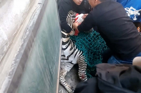 Geger Zebra Kabur dari Kebun Binatang dan Berkeliaran di Jalanan Seoul