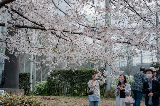 Menikmati Indahnya Bunga Sakura Bermekaran di Tokyo