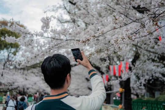 Menikmati Indahnya Bunga Sakura Bermekaran di Tokyo