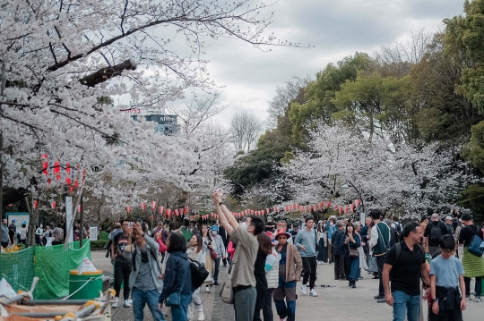 Menikmati Indahnya Bunga Sakura Bermekaran di Tokyo