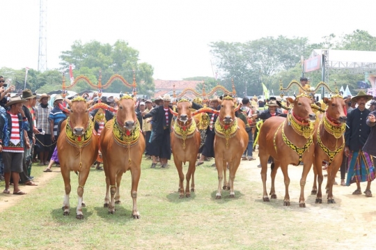 Momen Kasad Dudung Buka & Saksikan Lomba Karapan Sapi, Gagah Kenakan Baju Adat Madura