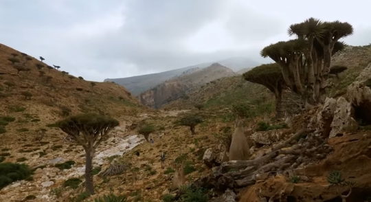 Potret Indah Pulau Socotra di Yaman, Disebut Sebagai Lokasi Persembunyian Dajjal