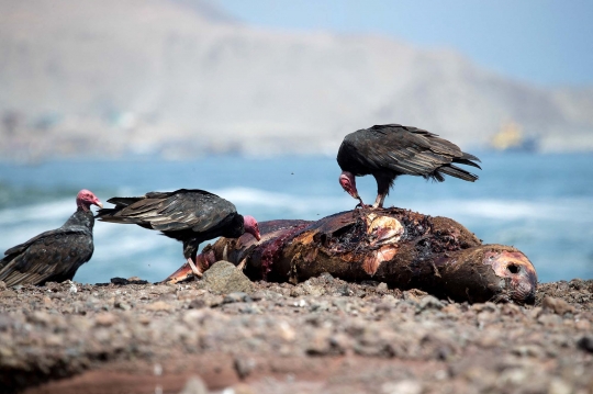 Wabah Flu Burung Tewaskan Singa Laut di Chile