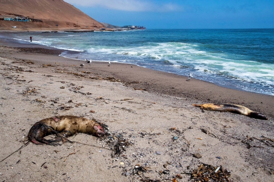 Wabah Flu Burung Tewaskan Singa Laut di Chile