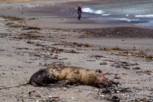 Wabah Flu Burung Tewaskan Singa Laut di Chile