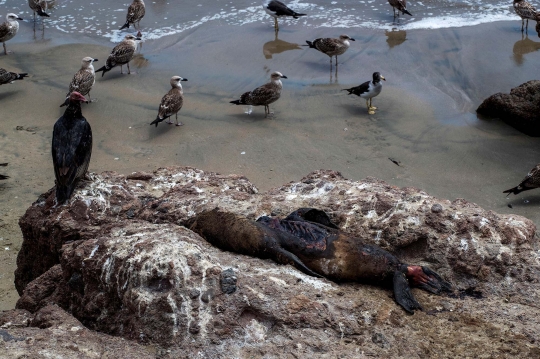 Wabah Flu Burung Tewaskan Singa Laut di Chile