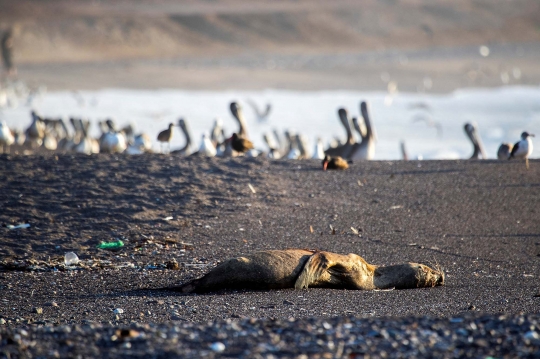 Wabah Flu Burung Tewaskan Singa Laut di Chile