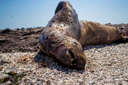 Wabah Flu Burung Tewaskan Singa Laut di Chile