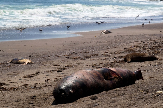 Wabah Flu Burung Tewaskan Singa Laut di Chile