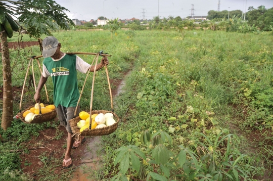 Berkah Ramadan Bagi Petani Timun Suri di Depok