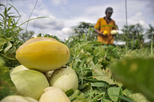 Berkah Ramadan Bagi Petani Timun Suri di Depok