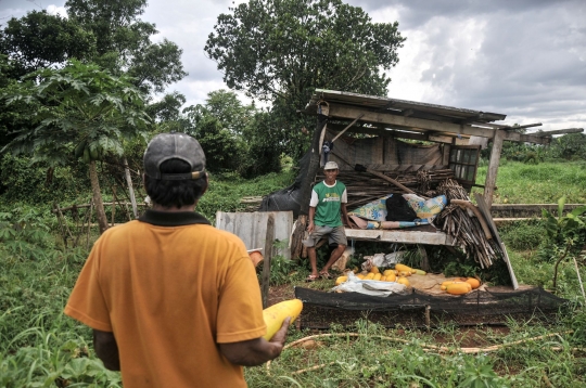 Berkah Ramadan Bagi Petani Timun Suri di Depok