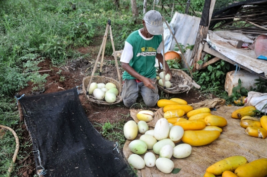 Berkah Ramadan Bagi Petani Timun Suri di Depok