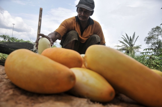 Berkah Ramadan Bagi Petani Timun Suri di Depok