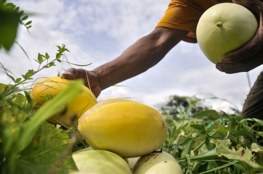 Berkah Ramadan Bagi Petani Timun Suri di Depok