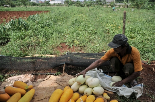 Berkah Ramadan Bagi Petani Timun Suri di Depok