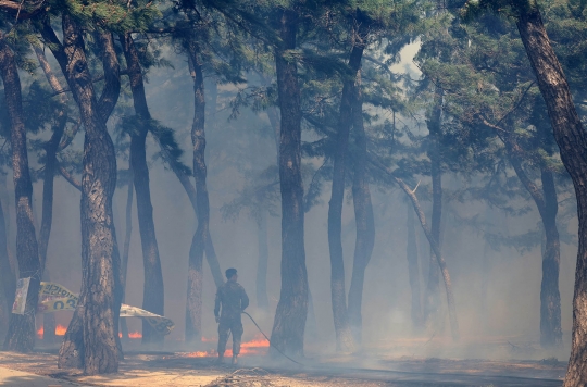 Ganasnya Kebakaran Hutan di Korsel, Puluhan Rumah Ludes dan Ratusan Orang Dievakuasi