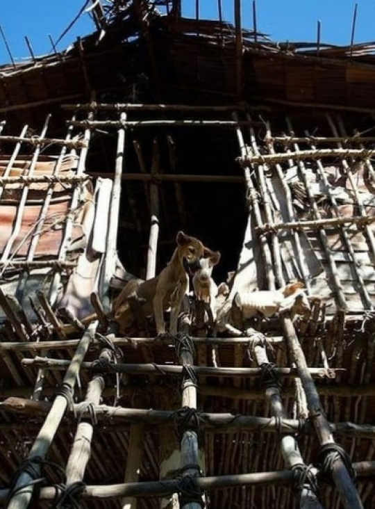 Intip Tradisi Suku Karowai Bangun Rumah di Atas Pohon Tinggi, Ini Kepercayaannya