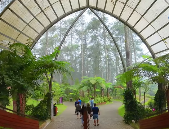 Wisata Seru Bukan Main di Golden Pine Orchid Forest Bandung, Ini Pesonanya