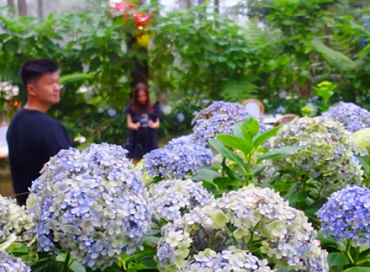 Wisata Seru Bukan Main di Golden Pine Orchid Forest Bandung, Ini Pesonanya