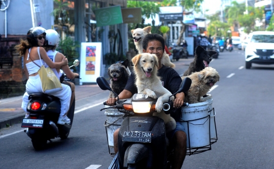 Kisah I Ketut Lelut dengan Anjing-Anjingnya Keliling Jalan Memburu Limbah Restoran