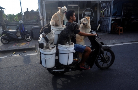 Kisah I Ketut Lelut dengan Anjing-Anjingnya Keliling Jalan Memburu Limbah Restoran