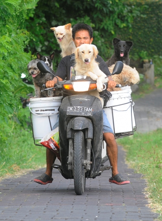 Kisah I Ketut Lelut dengan Anjing-Anjingnya Keliling Jalan Memburu Limbah Restoran