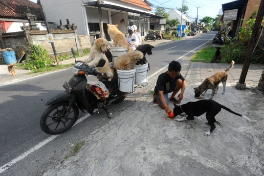 Kisah I Ketut Lelut dengan Anjing-Anjingnya Keliling Jalan Memburu Limbah Restoran