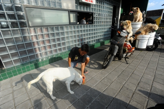 Kisah I Ketut Lelut dengan Anjing-Anjingnya Keliling Jalan Memburu Limbah Restoran