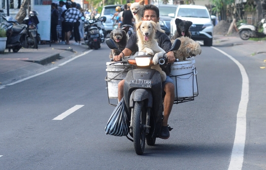 Kisah I Ketut Lelut dengan Anjing-Anjingnya Keliling Jalan Memburu Limbah Restoran