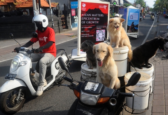 Kisah I Ketut Lelut dengan Anjing-Anjingnya Keliling Jalan Memburu Limbah Restoran