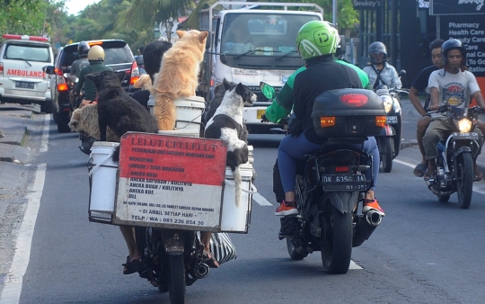 Kisah I Ketut Lelut dengan Anjing-Anjingnya Keliling Jalan Memburu Limbah Restoran