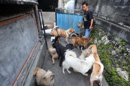 Kisah I Ketut Lelut dengan Anjing-Anjingnya Keliling Jalan Memburu Limbah Restoran