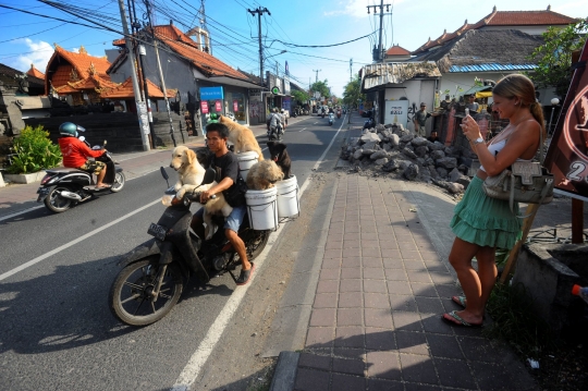 Kisah I Ketut Lelut dengan Anjing-Anjingnya Keliling Jalan Memburu Limbah Restoran