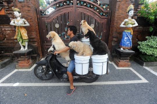 Kisah I Ketut Lelut dengan Anjing-Anjingnya Keliling Jalan Memburu Limbah Restoran