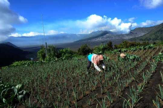 Kesuburan Lahan Pertanian di Kaki Bromo